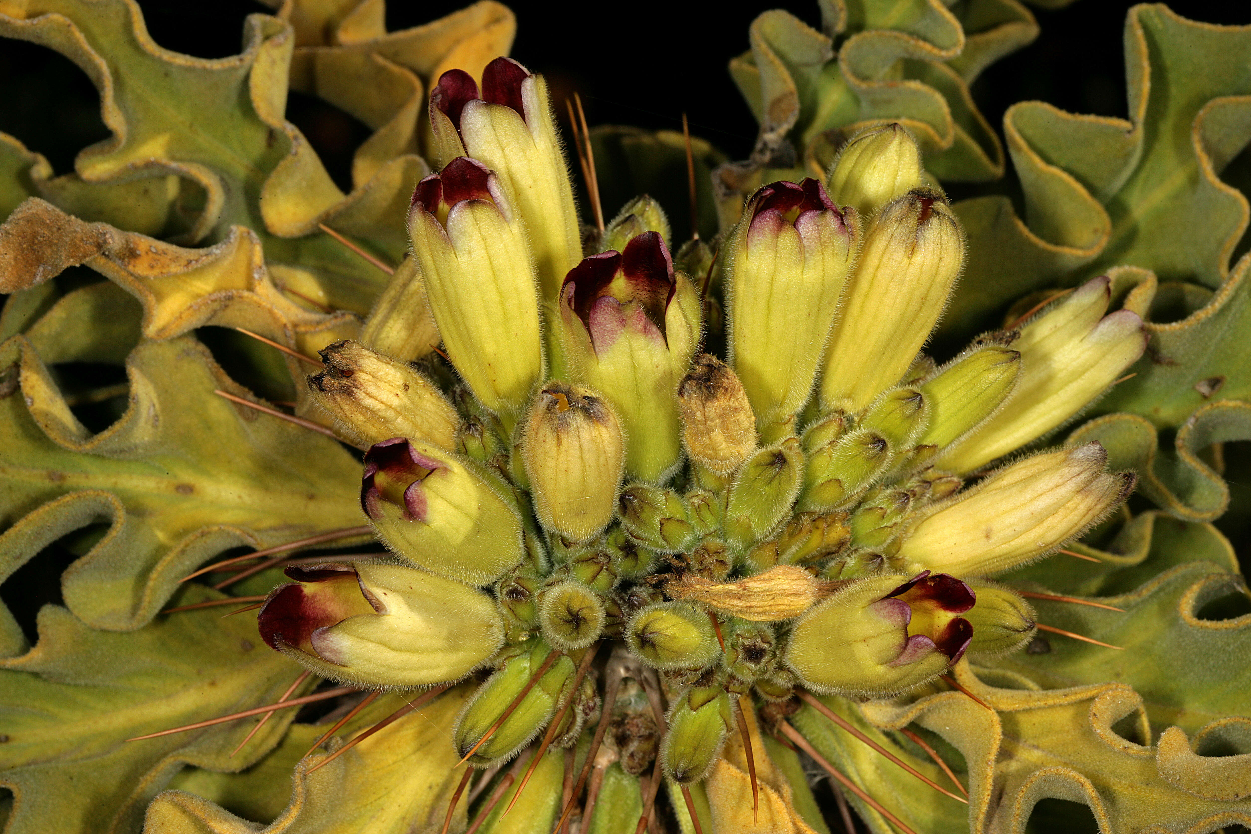 Image of Pachypodium namaquanum (Wyley ex Harv.) Welw.