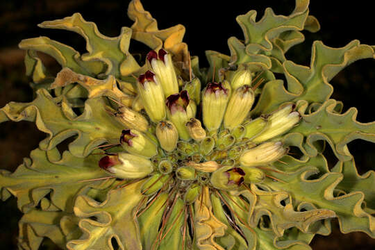 Image of Pachypodium namaquanum (Wyley ex Harv.) Welw.