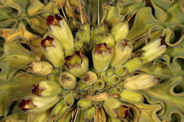 Image of Pachypodium namaquanum (Wyley ex Harv.) Welw.