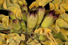 Image of Pachypodium namaquanum (Wyley ex Harv.) Welw.