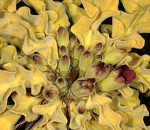 Image of Pachypodium namaquanum (Wyley ex Harv.) Welw.