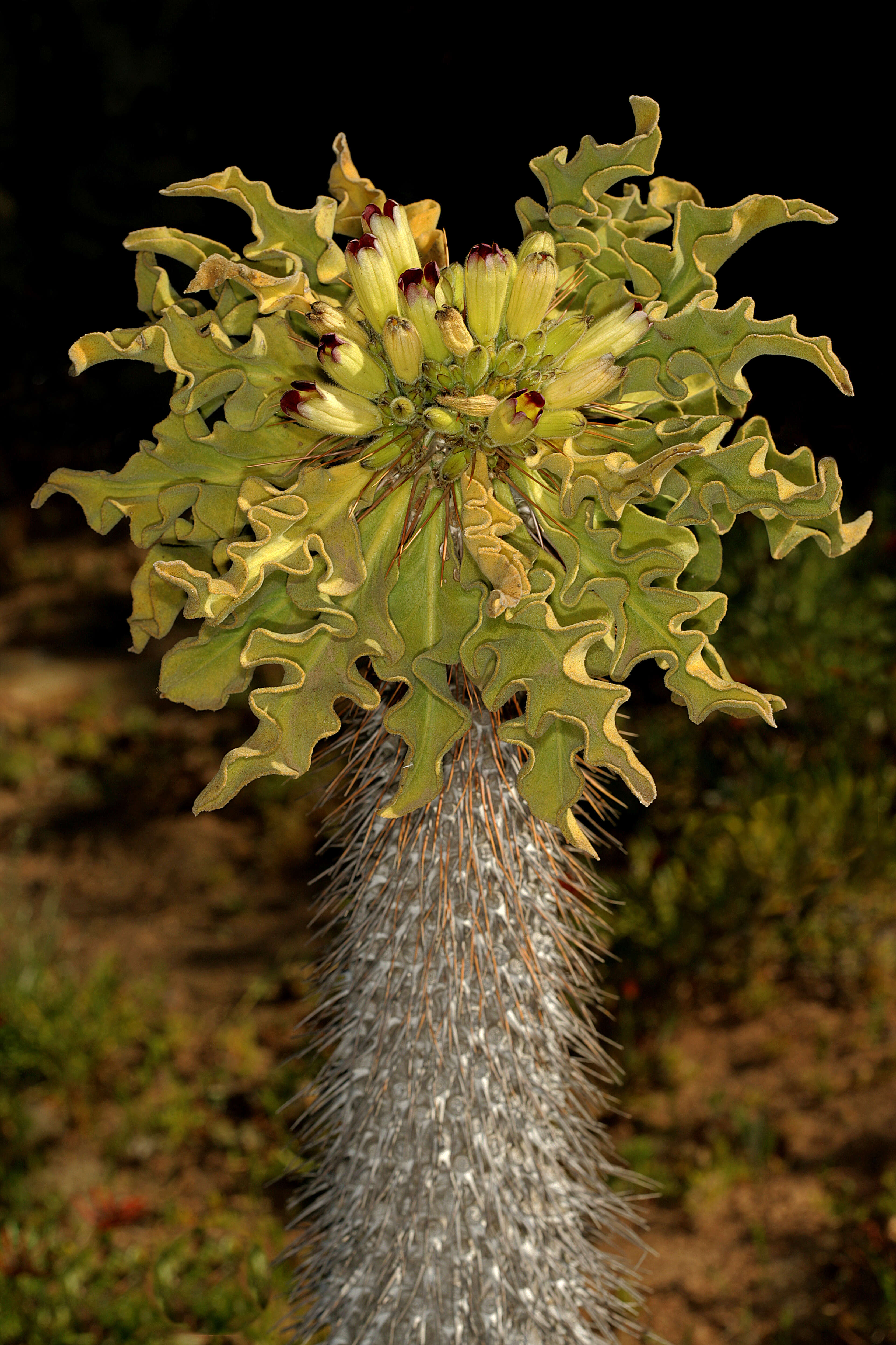 Image of Pachypodium namaquanum (Wyley ex Harv.) Welw.