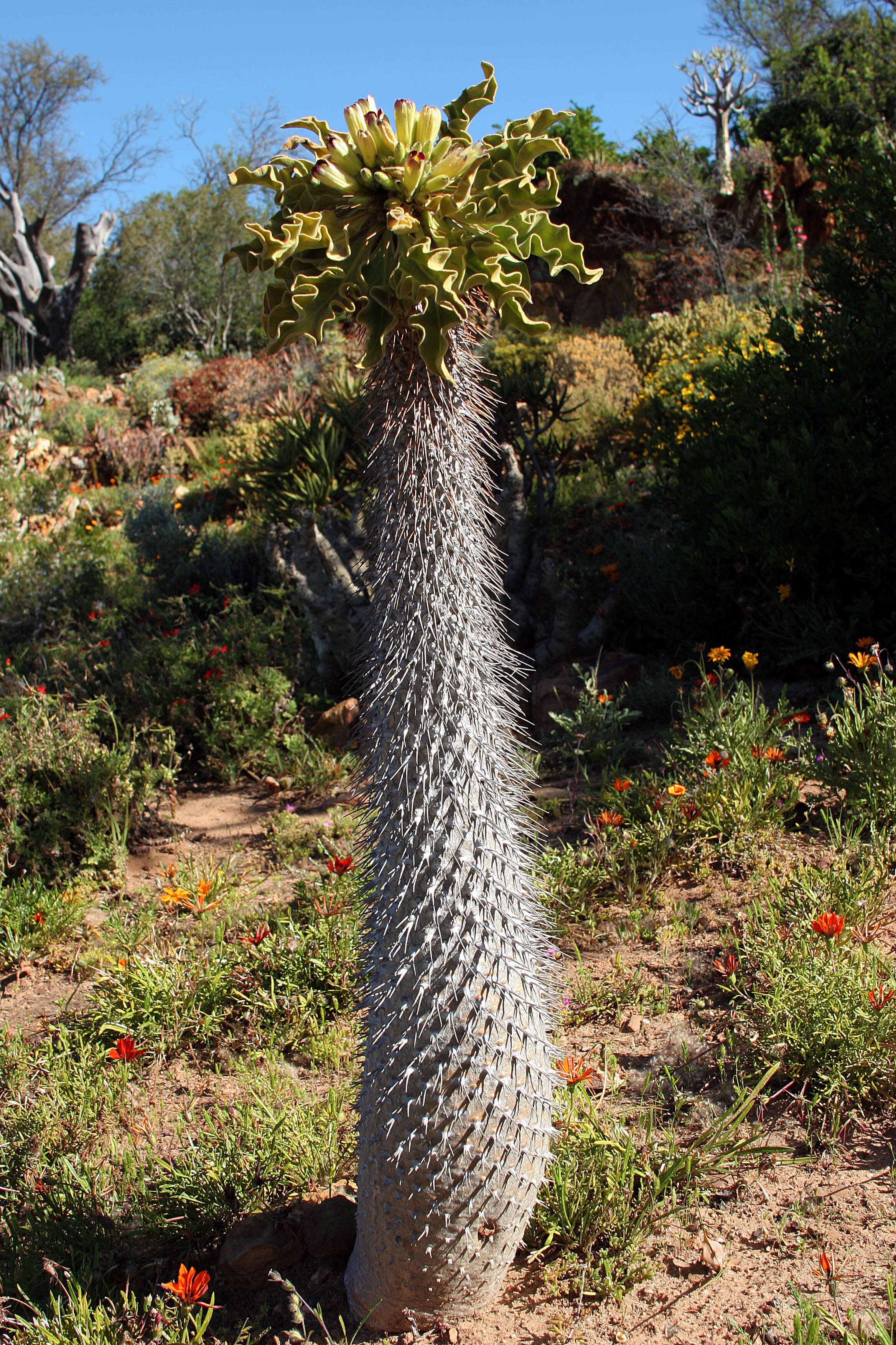 Image of Pachypodium namaquanum (Wyley ex Harv.) Welw.