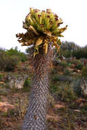 Image of Pachypodium namaquanum (Wyley ex Harv.) Welw.