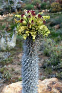 Image of Pachypodium namaquanum (Wyley ex Harv.) Welw.