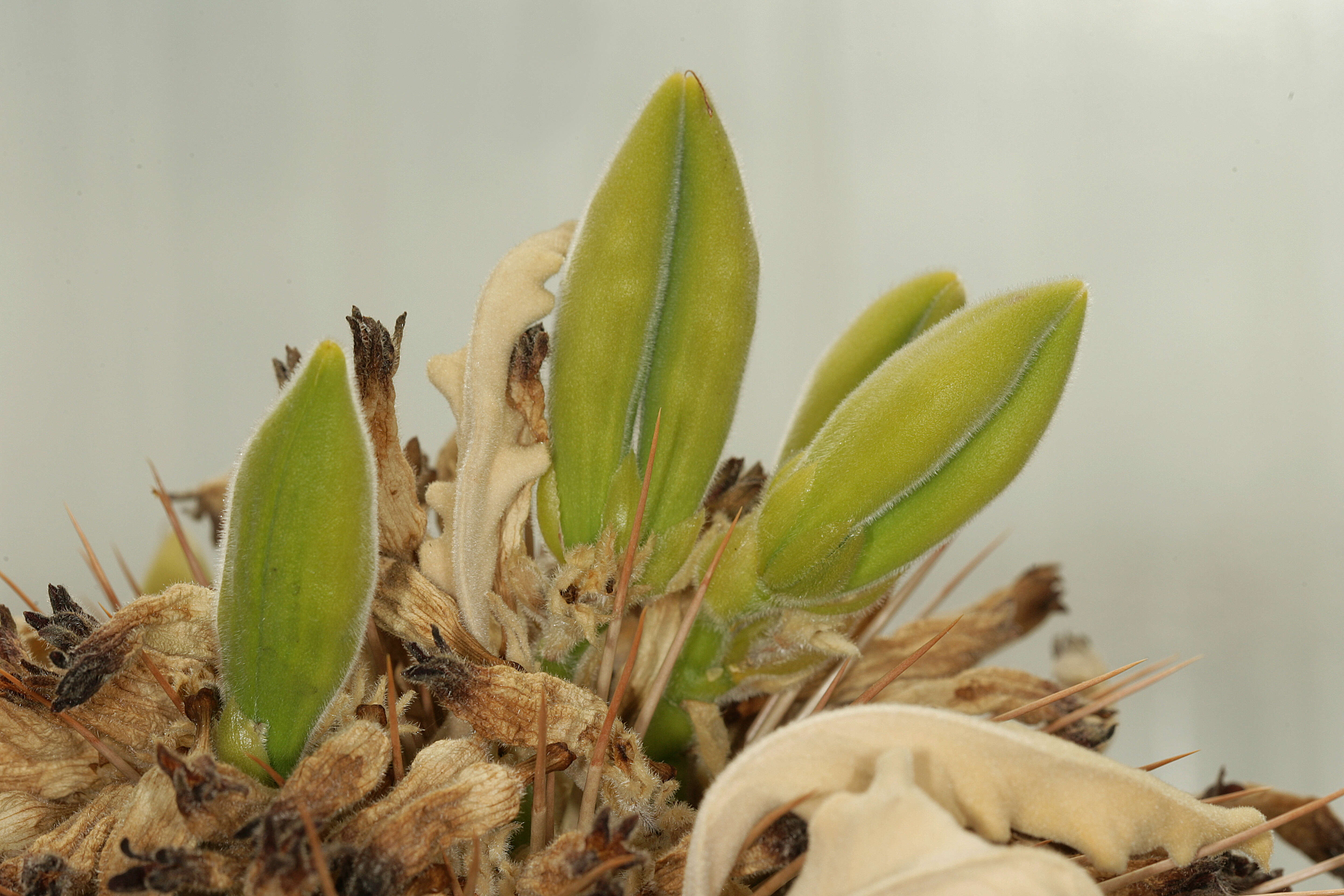 Image of Pachypodium namaquanum (Wyley ex Harv.) Welw.