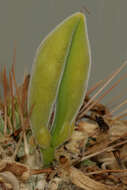 Image of Pachypodium namaquanum (Wyley ex Harv.) Welw.