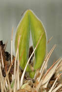 Image of Pachypodium namaquanum (Wyley ex Harv.) Welw.