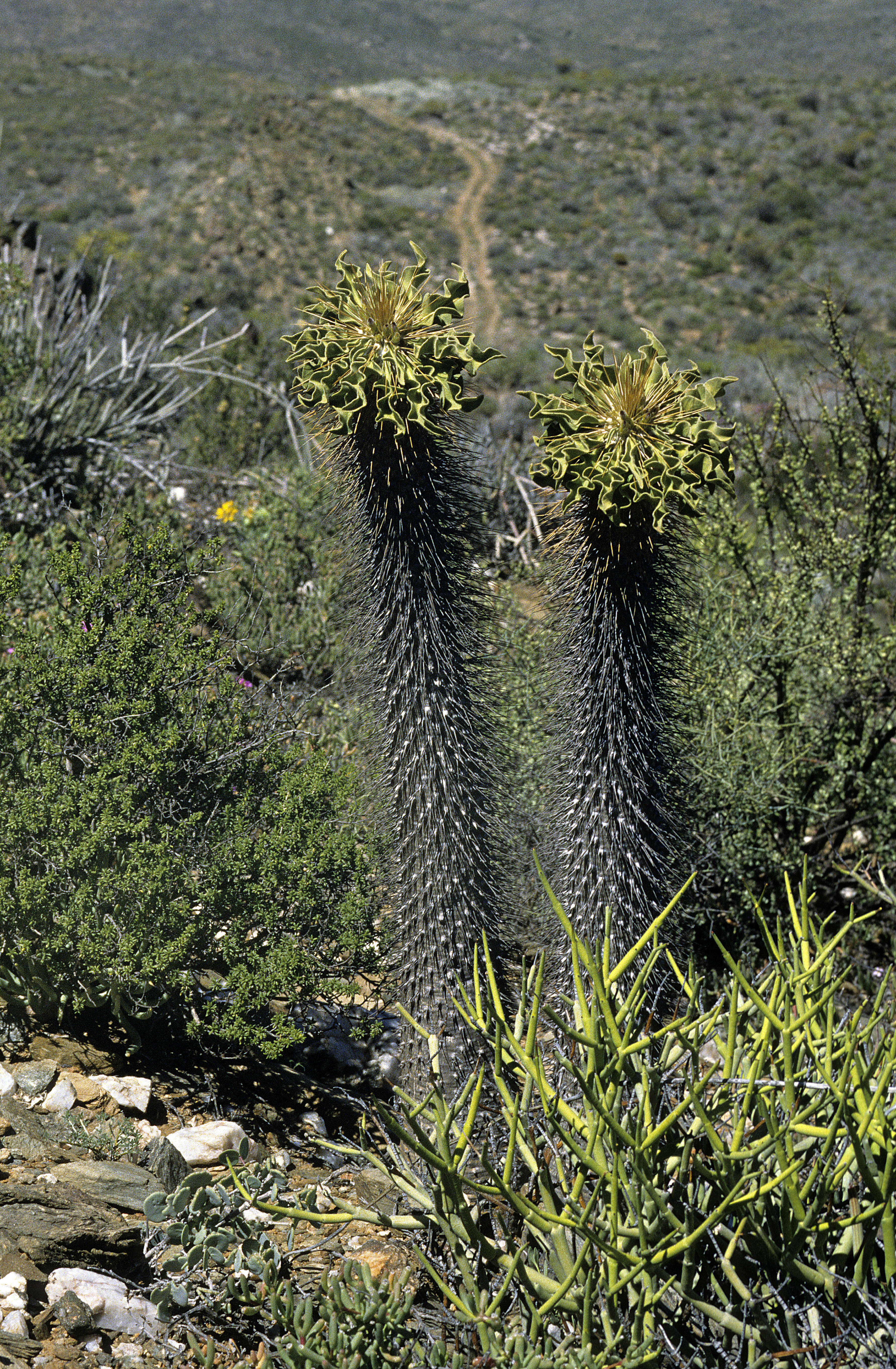 Image of Pachypodium namaquanum (Wyley ex Harv.) Welw.