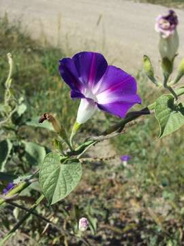 Image of tall morning-glory