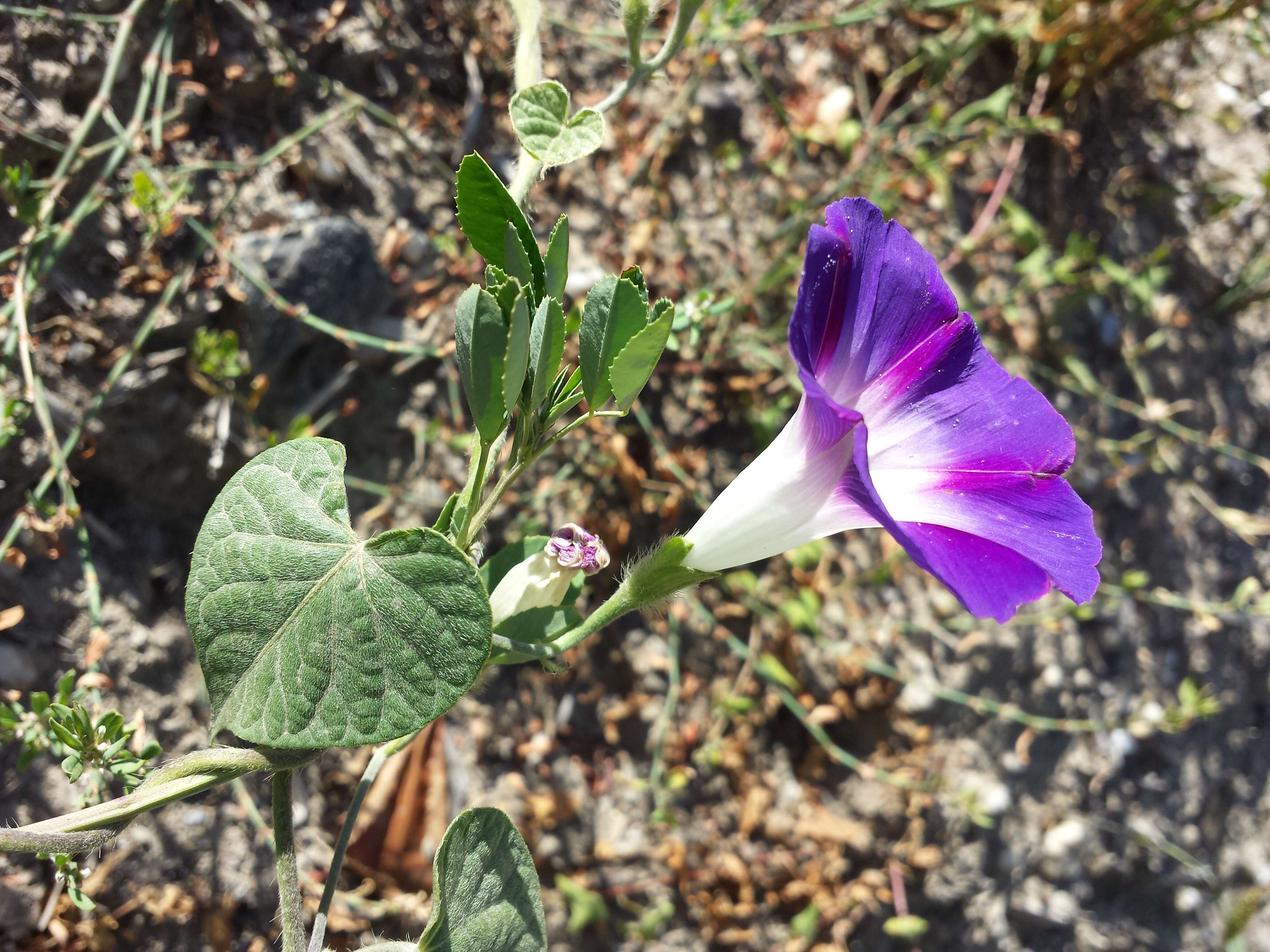 Image of tall morning-glory