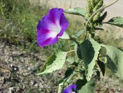 Image of tall morning-glory