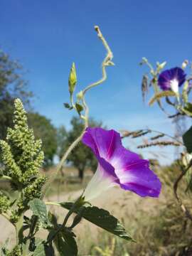 Image of tall morning-glory