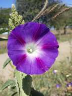 Image of tall morning-glory