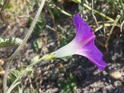 Image of tall morning-glory