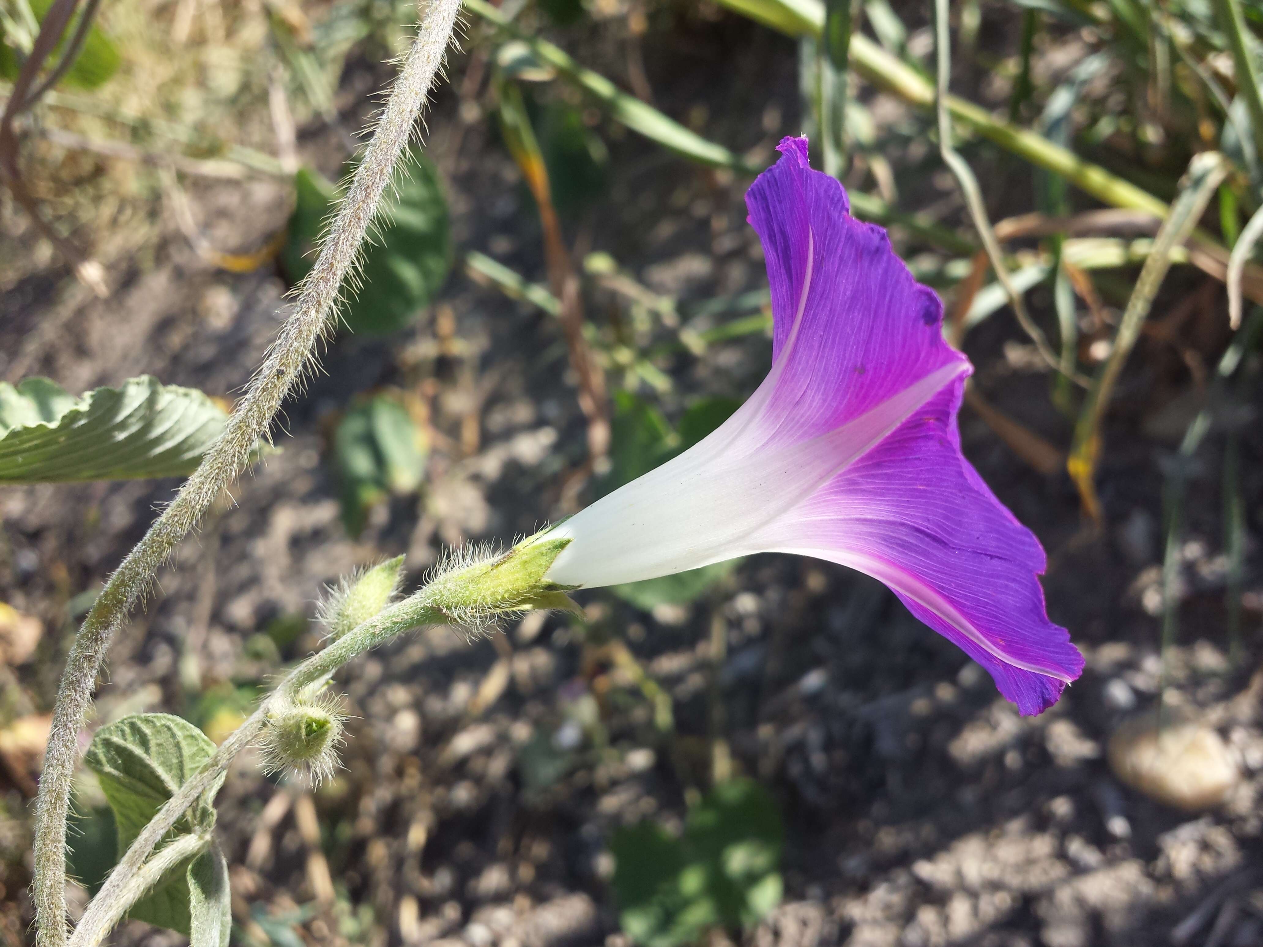 Image of tall morning-glory