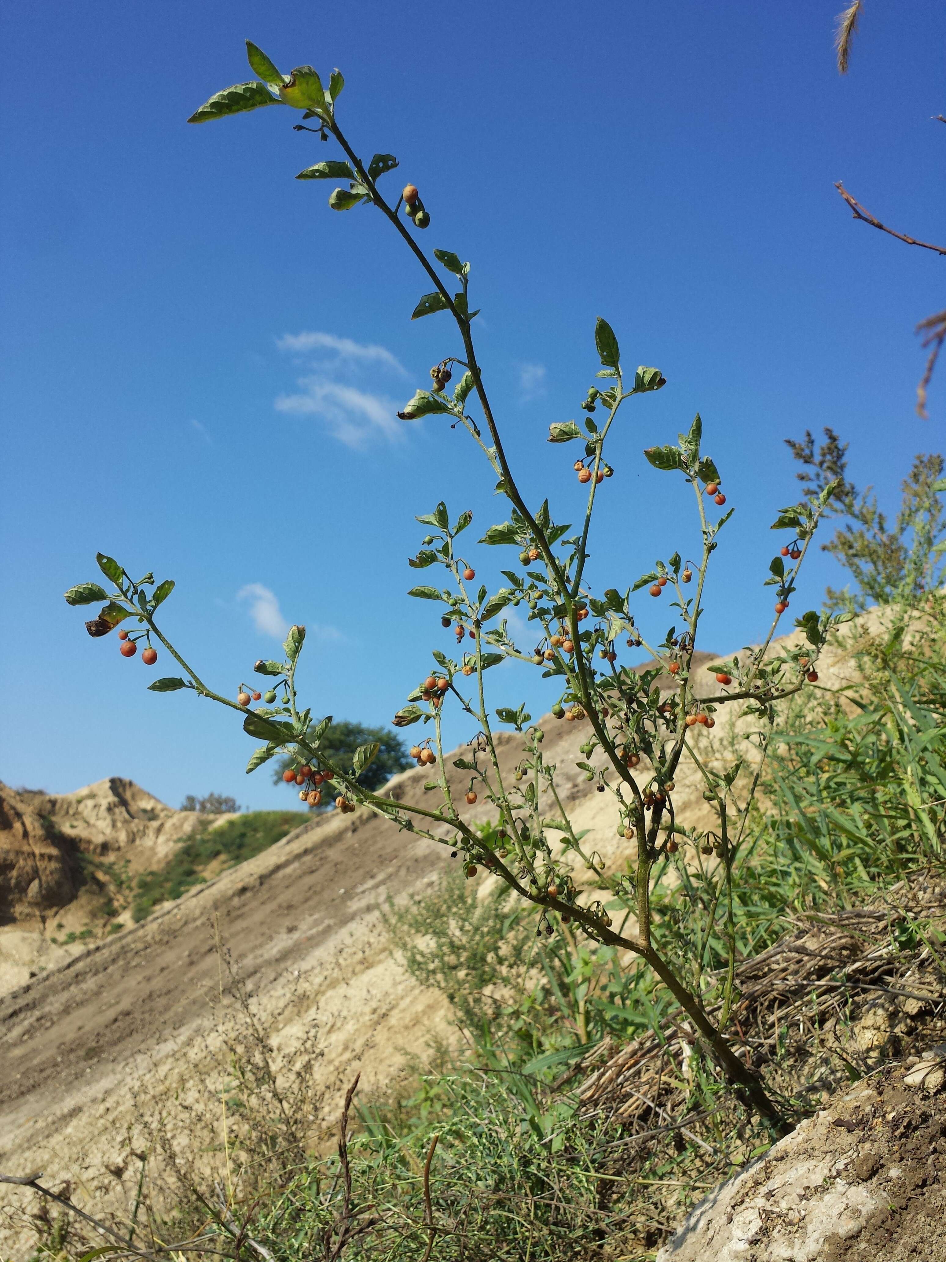 Image of hairy nightshade