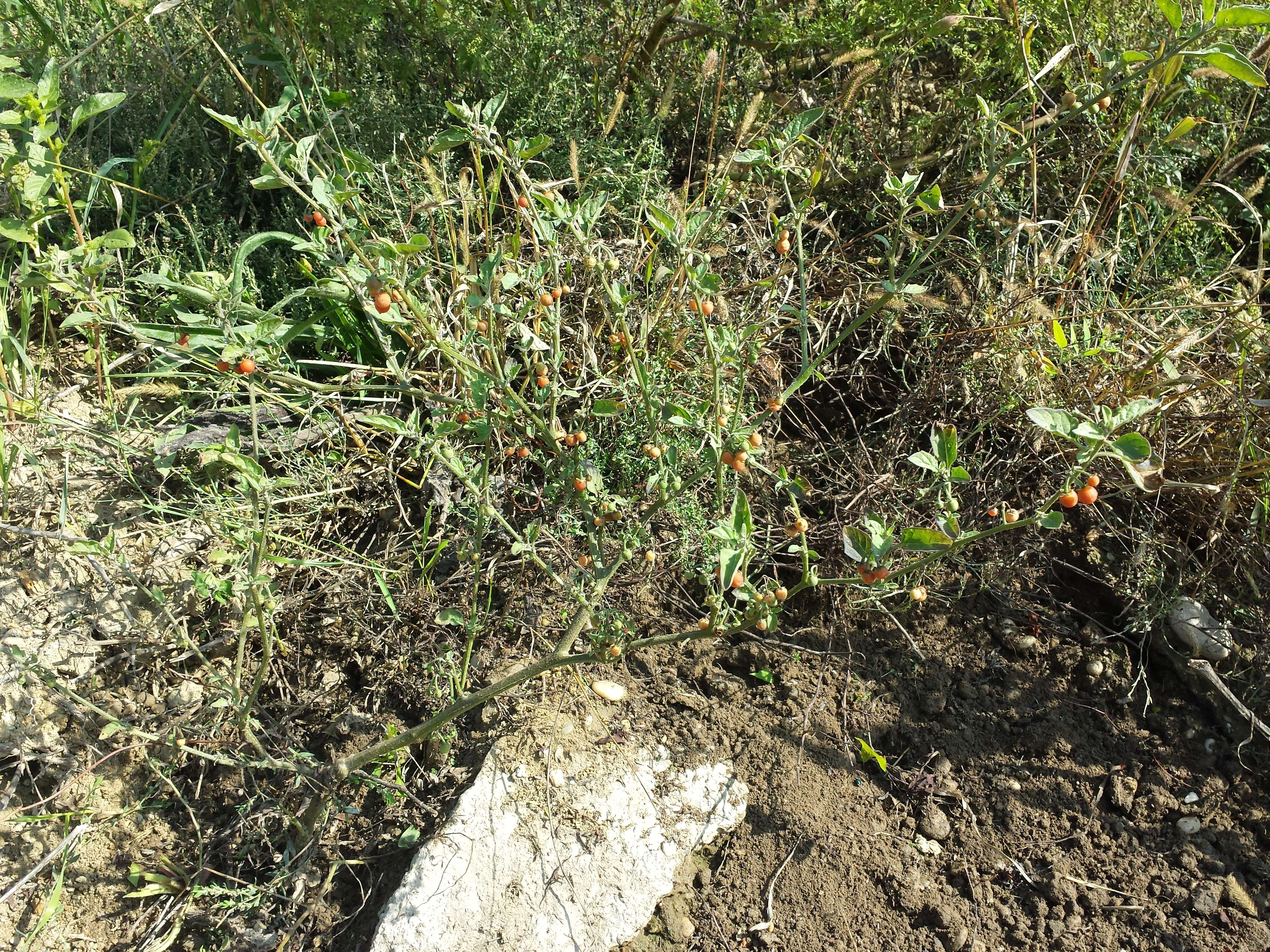 Image of hairy nightshade