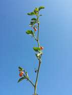 Image of hairy nightshade