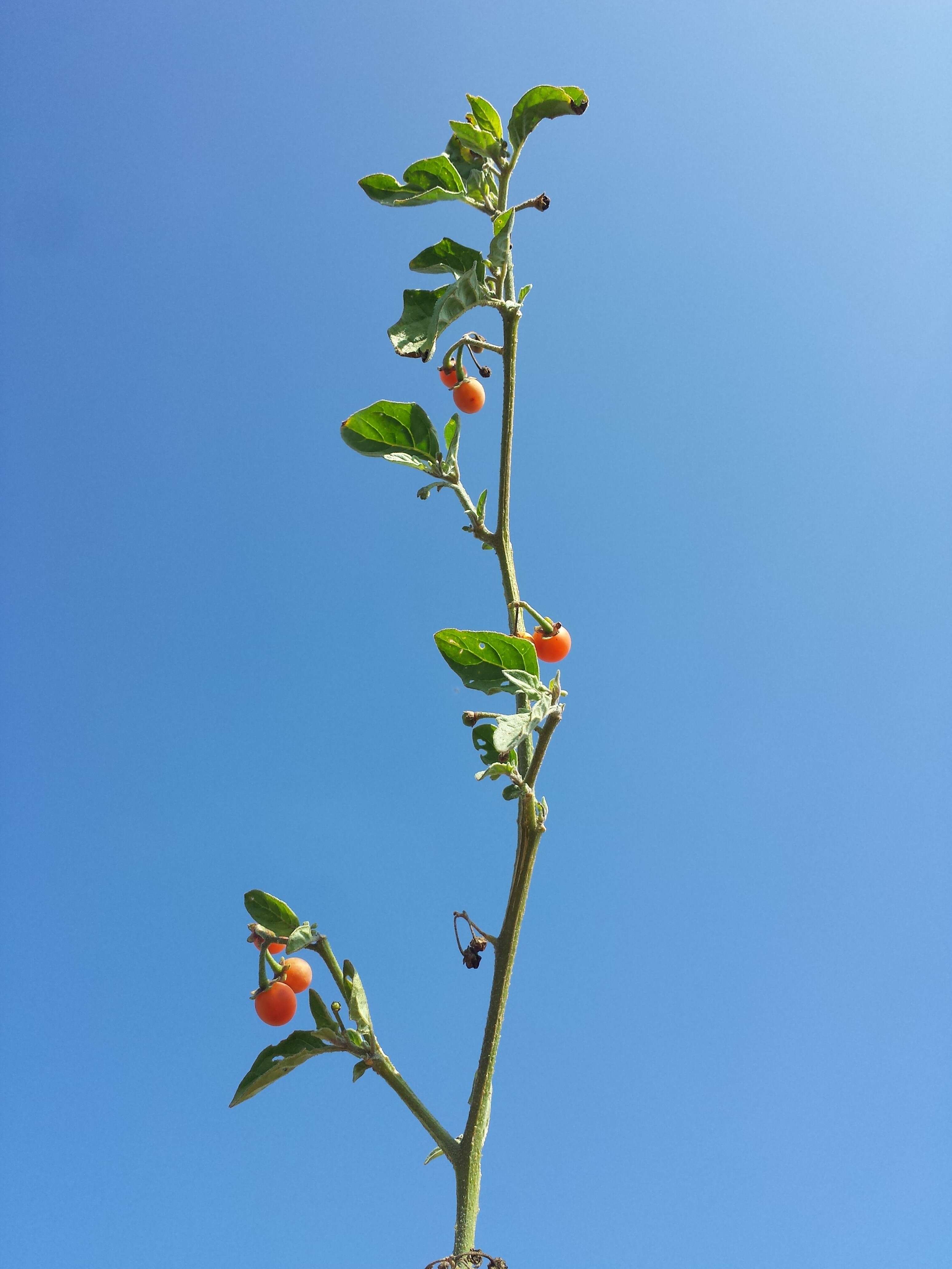 Image of hairy nightshade