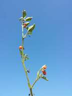 Image of hairy nightshade