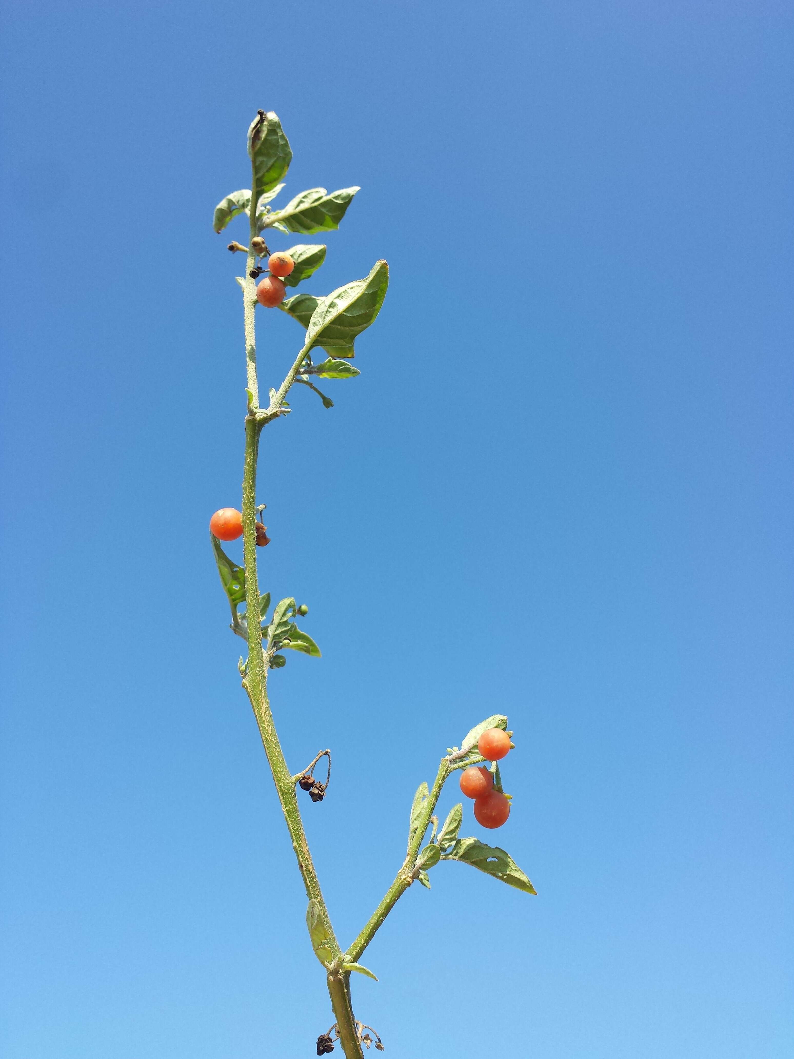 Image of hairy nightshade