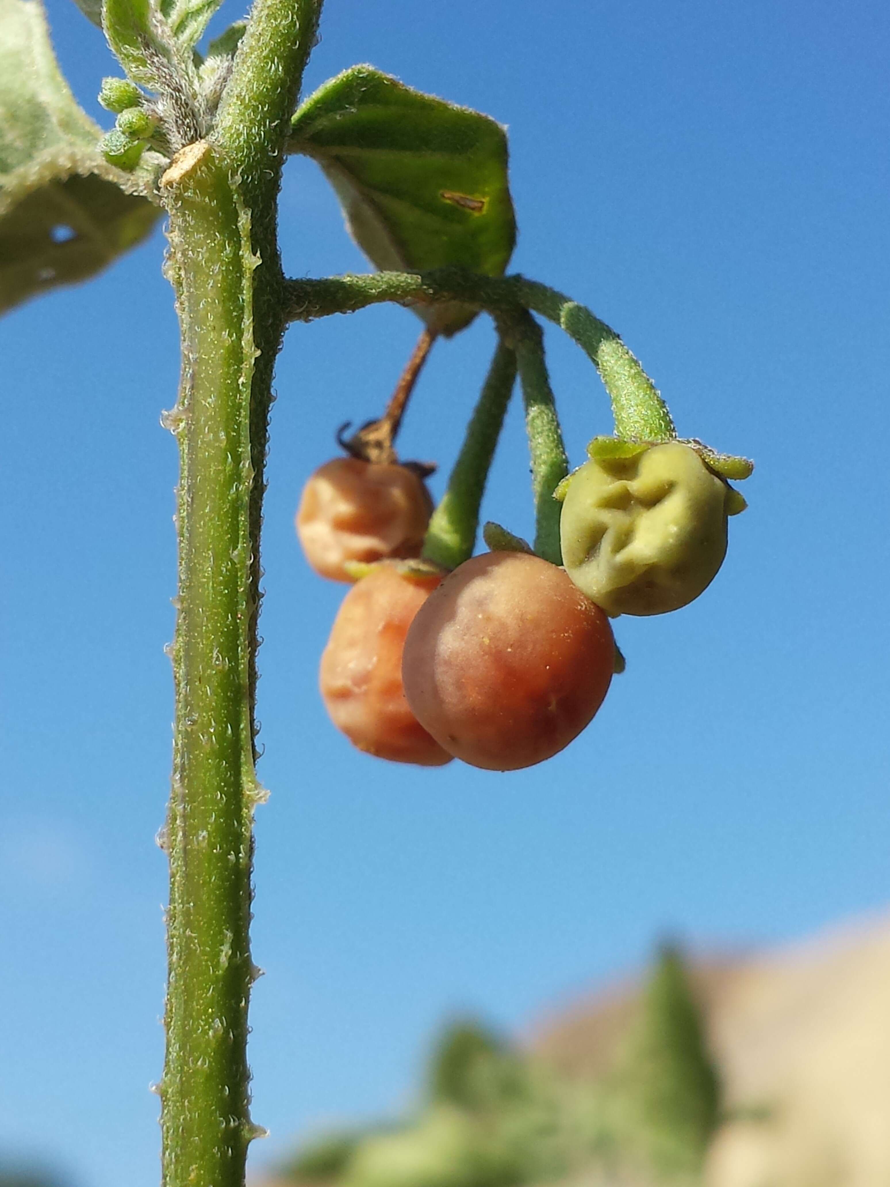 Image of hairy nightshade