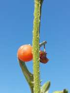 Image of hairy nightshade