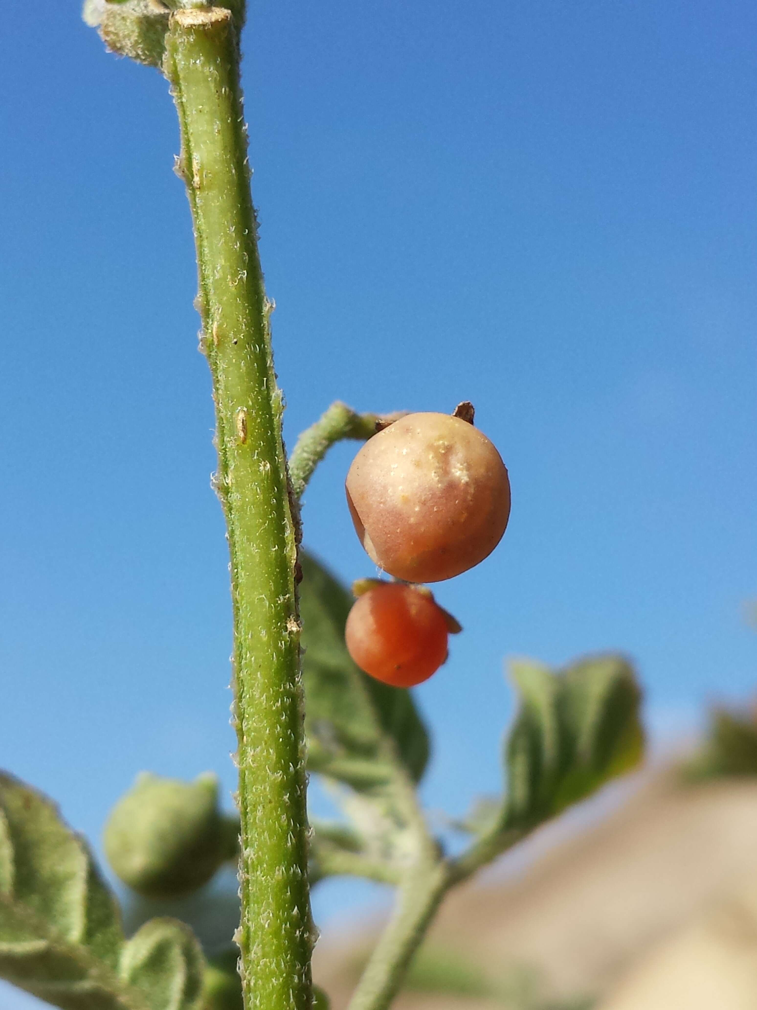 Image of hairy nightshade