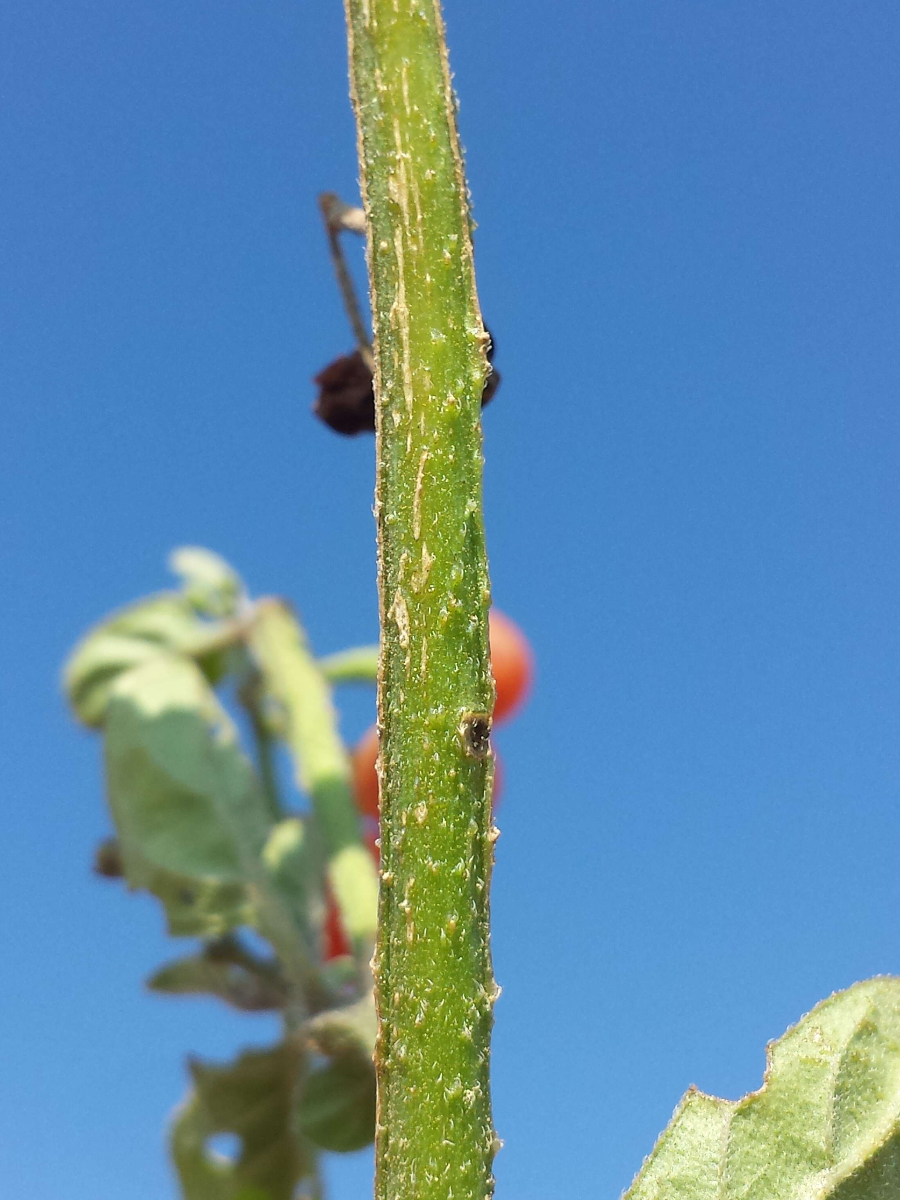 Image of hairy nightshade