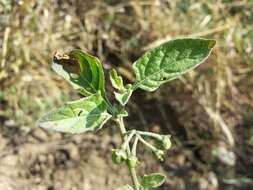 Image of hairy nightshade