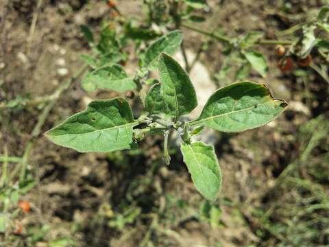 Image of hairy nightshade