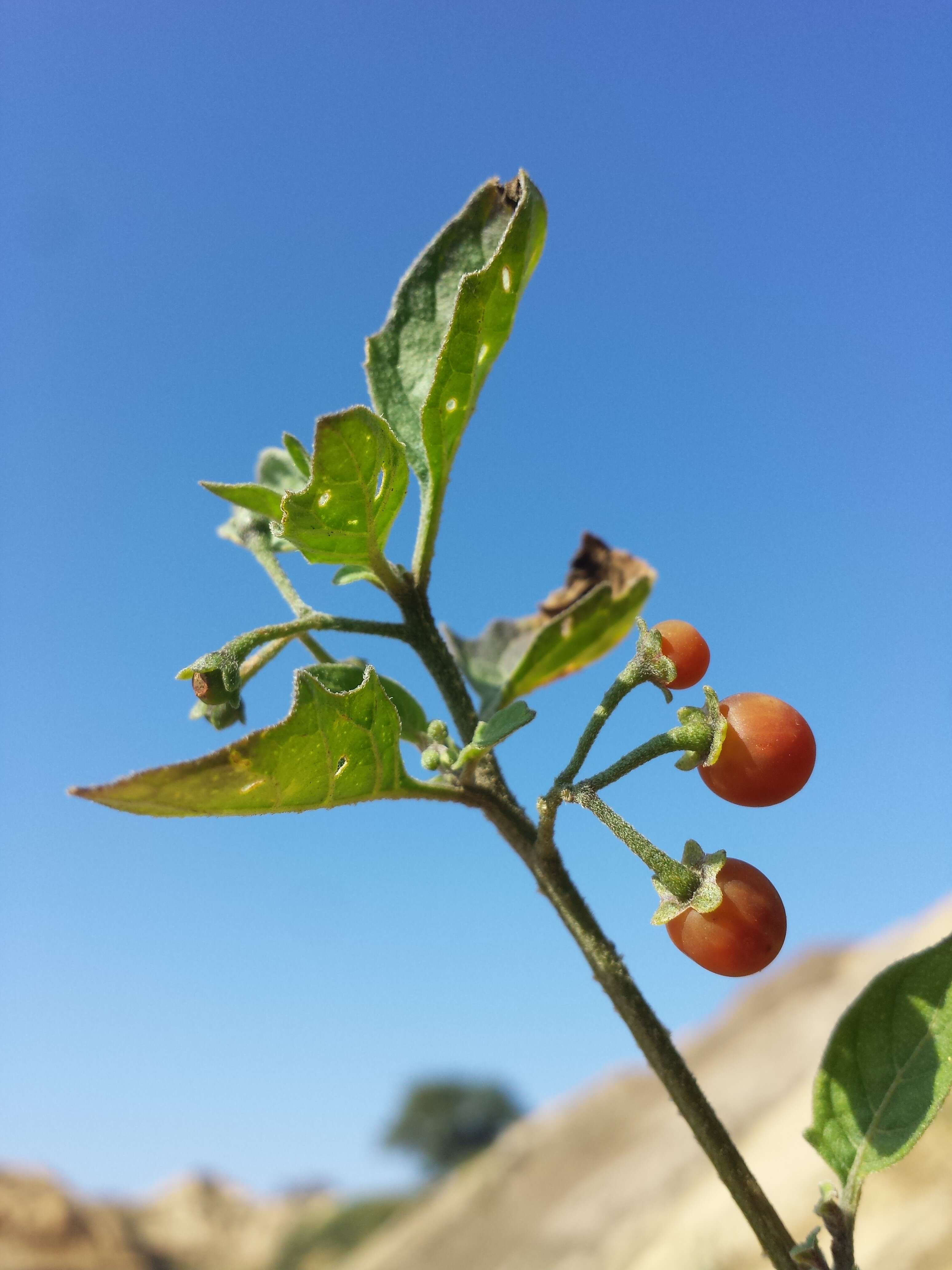 Image of hairy nightshade