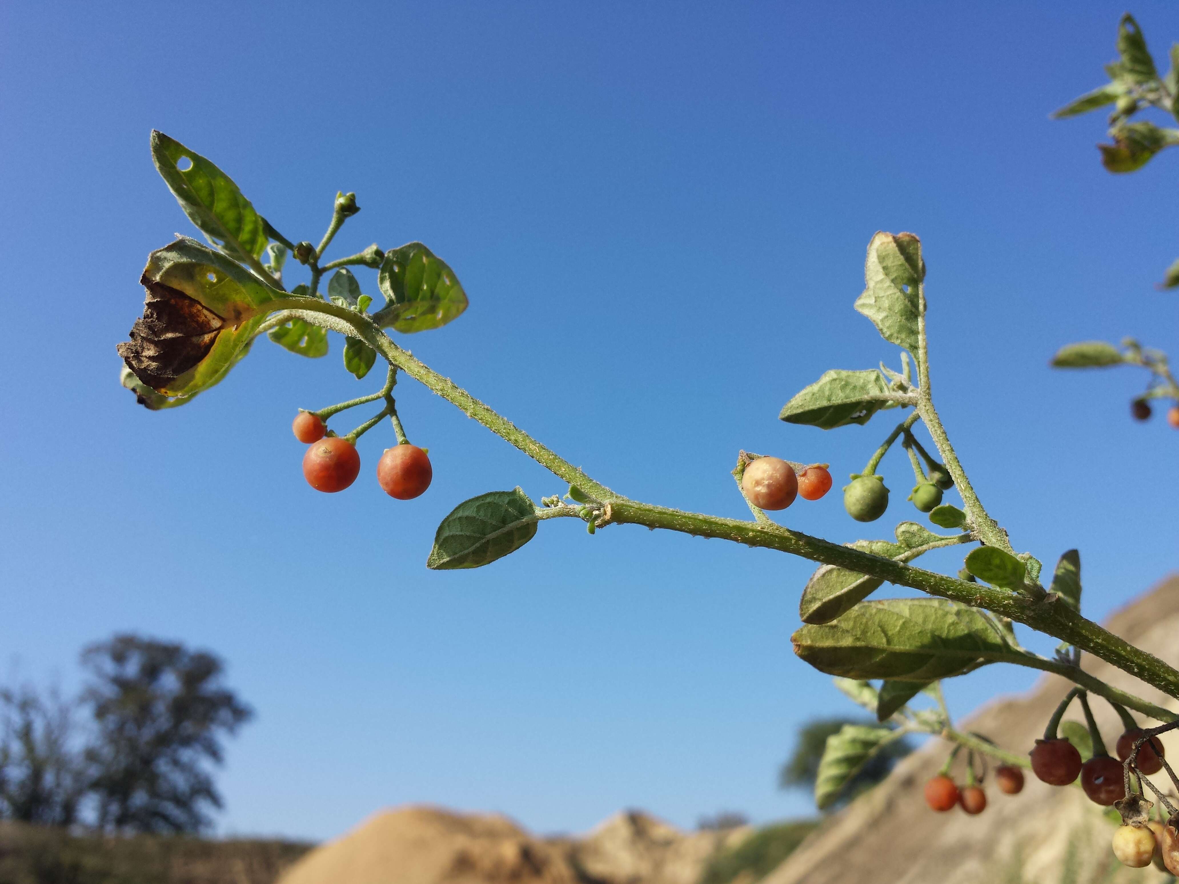 Image of hairy nightshade