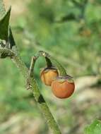 Image of hairy nightshade