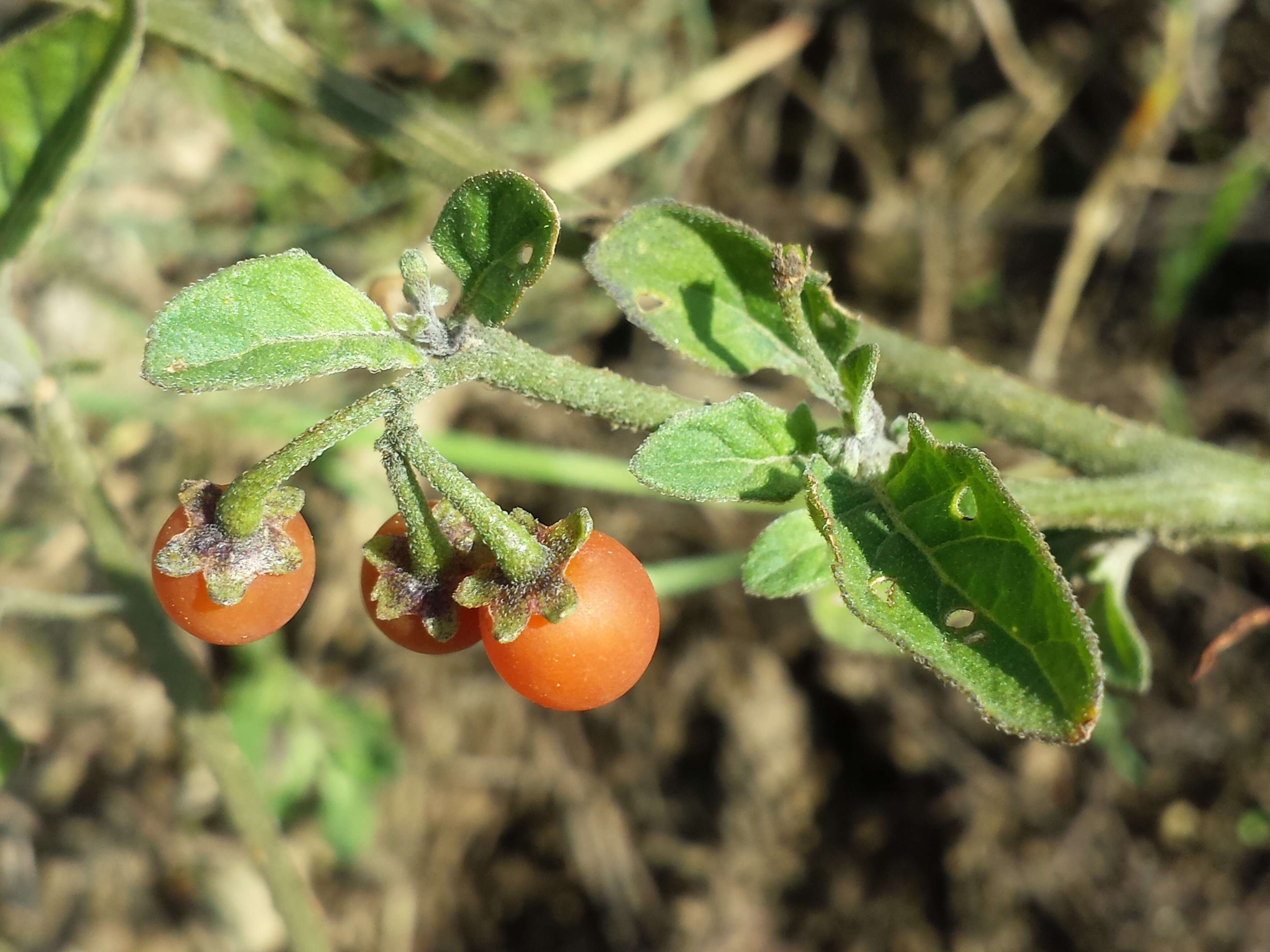 Image of hairy nightshade