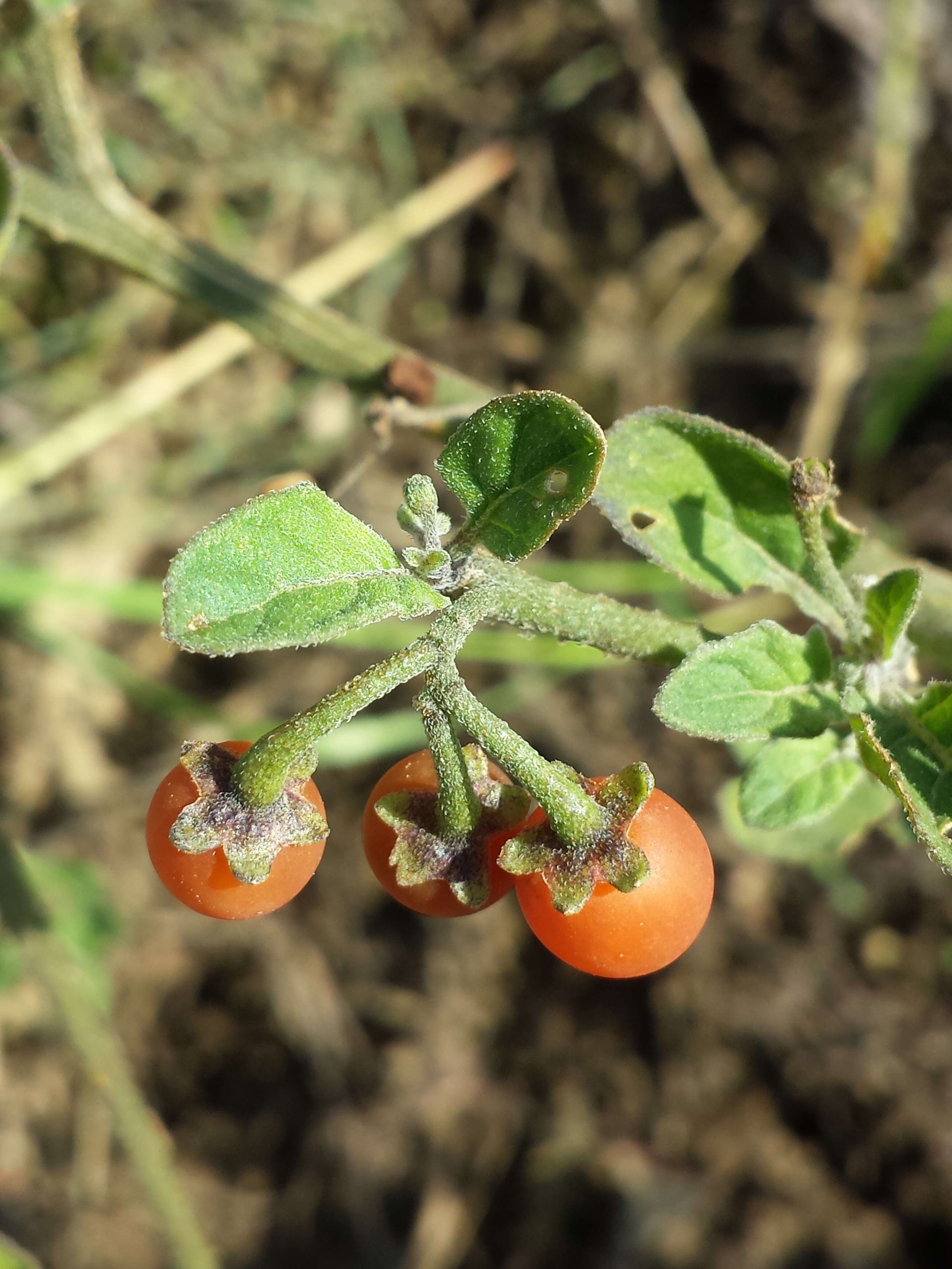 Image of hairy nightshade