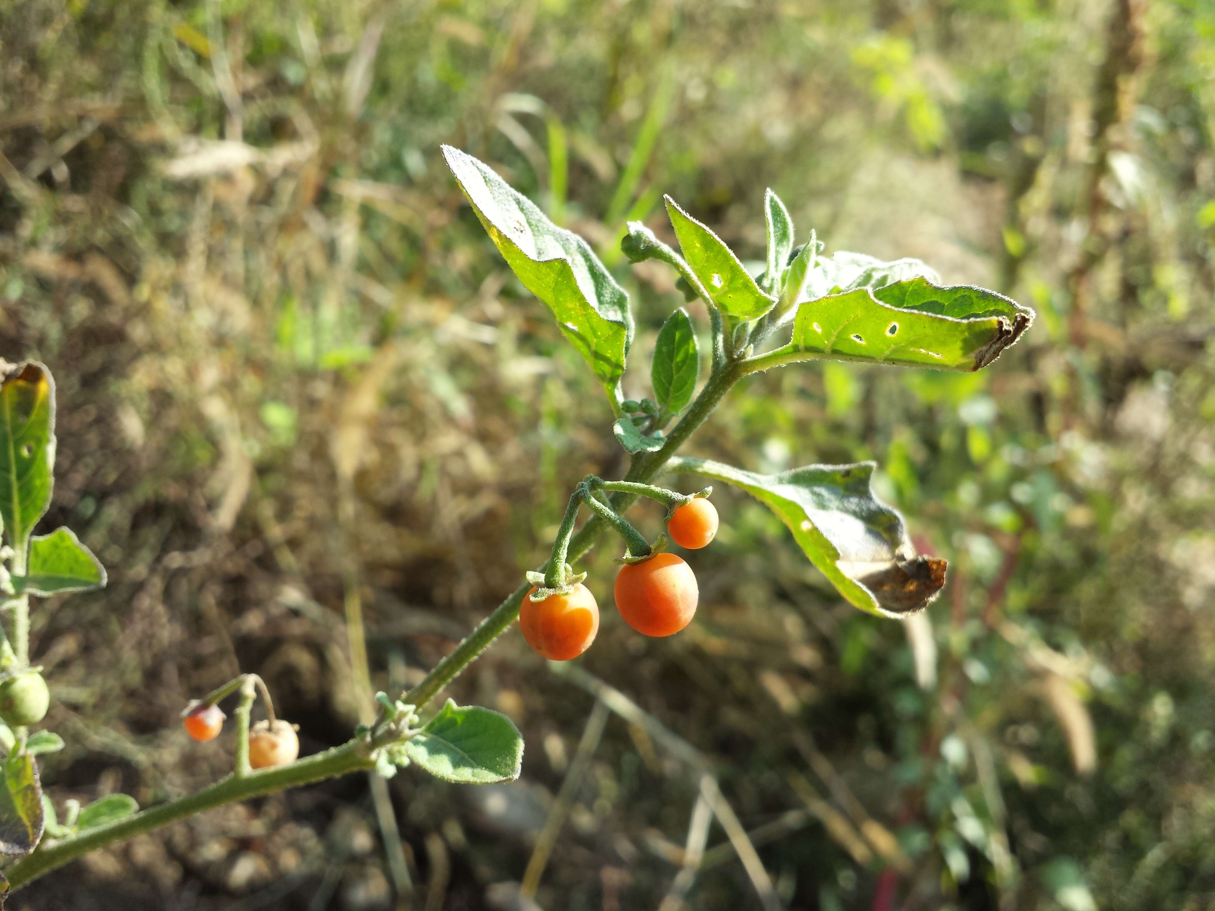 Image of hairy nightshade