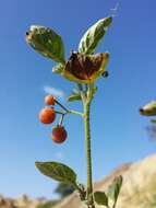 Image of hairy nightshade