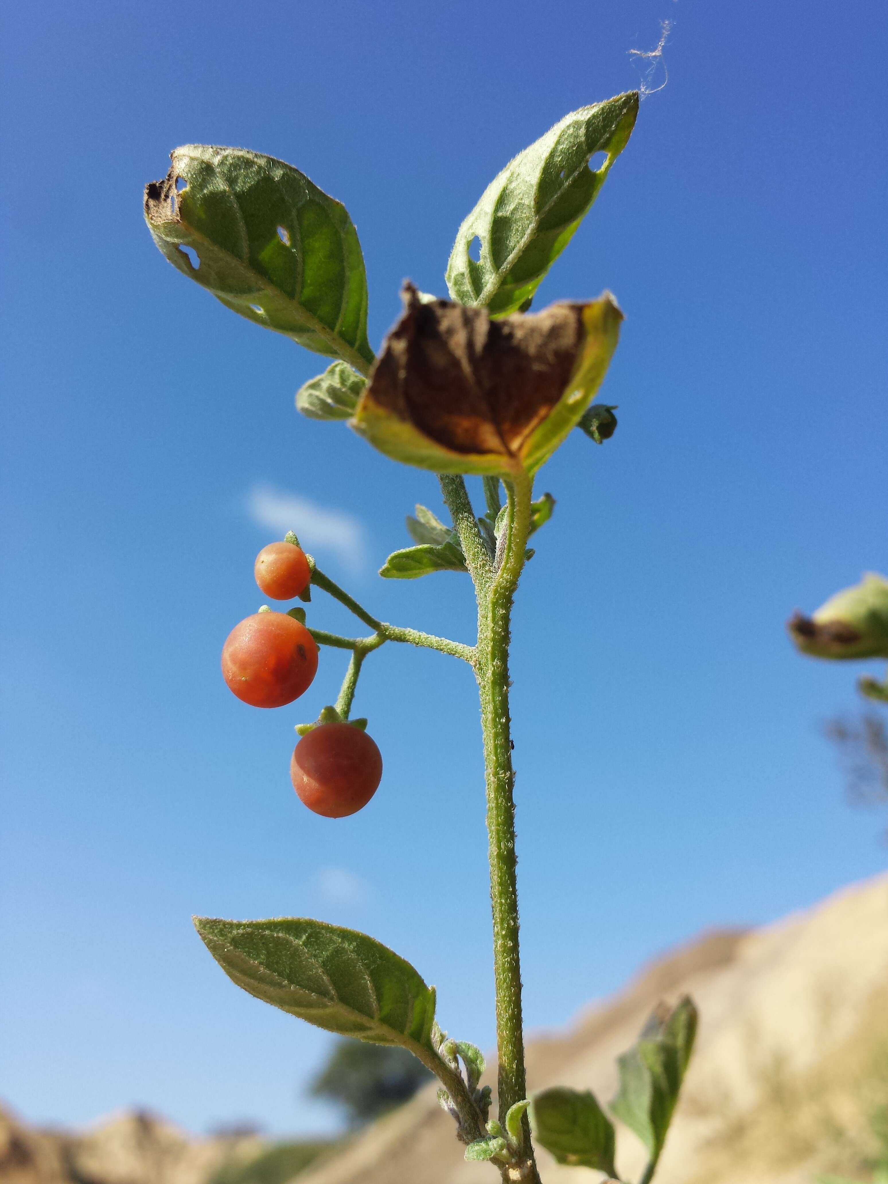 Image of hairy nightshade