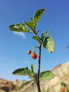 Image of hairy nightshade