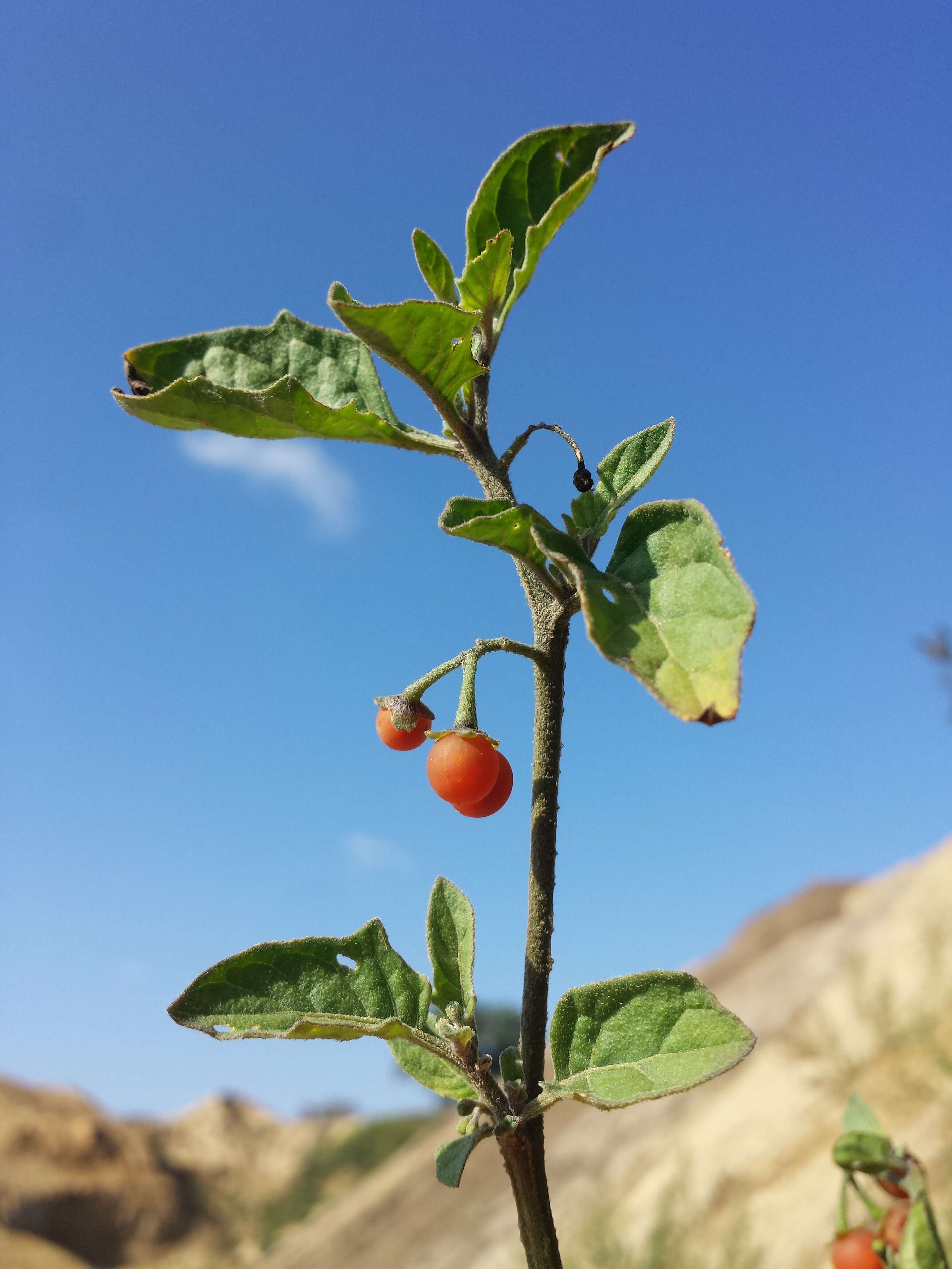 Image of hairy nightshade