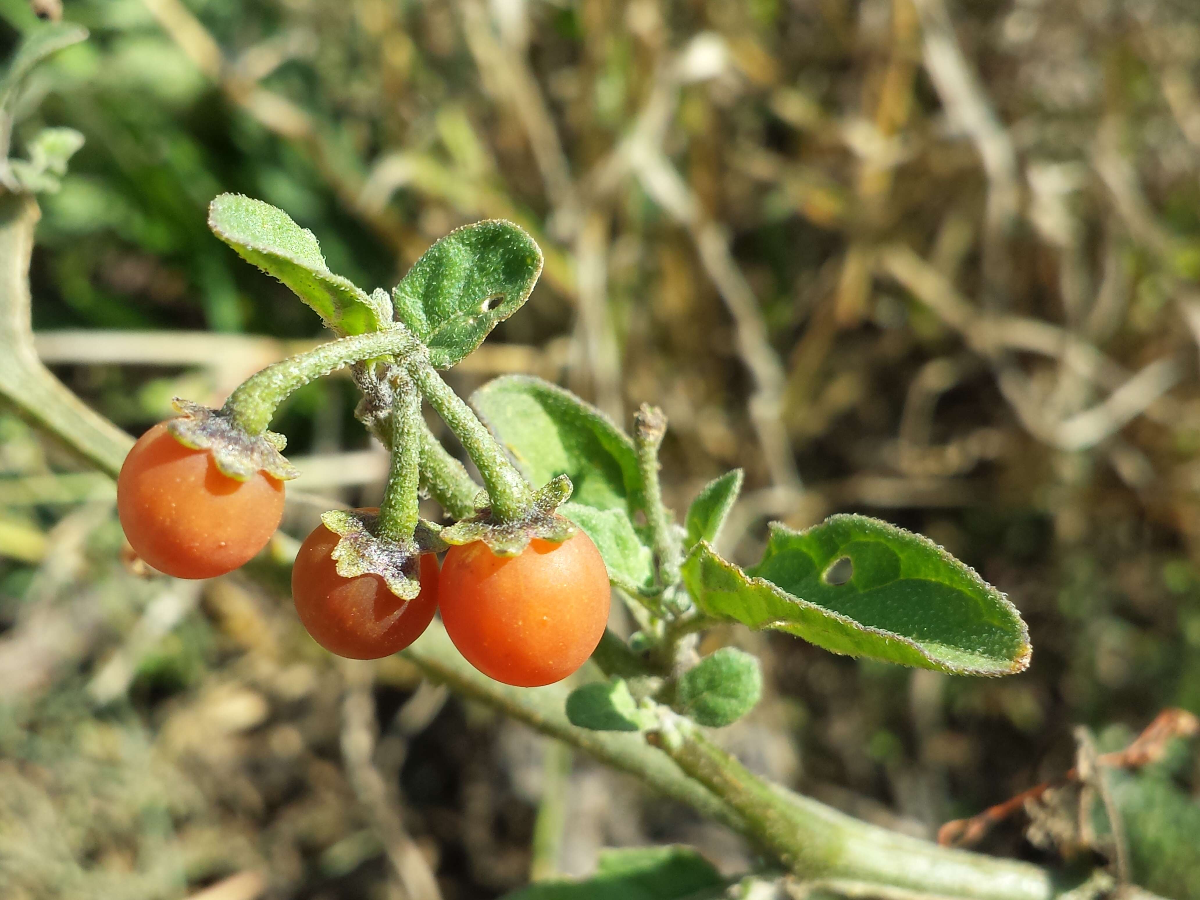 Image of hairy nightshade