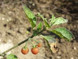 Image of hairy nightshade