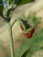 Image of hairy nightshade