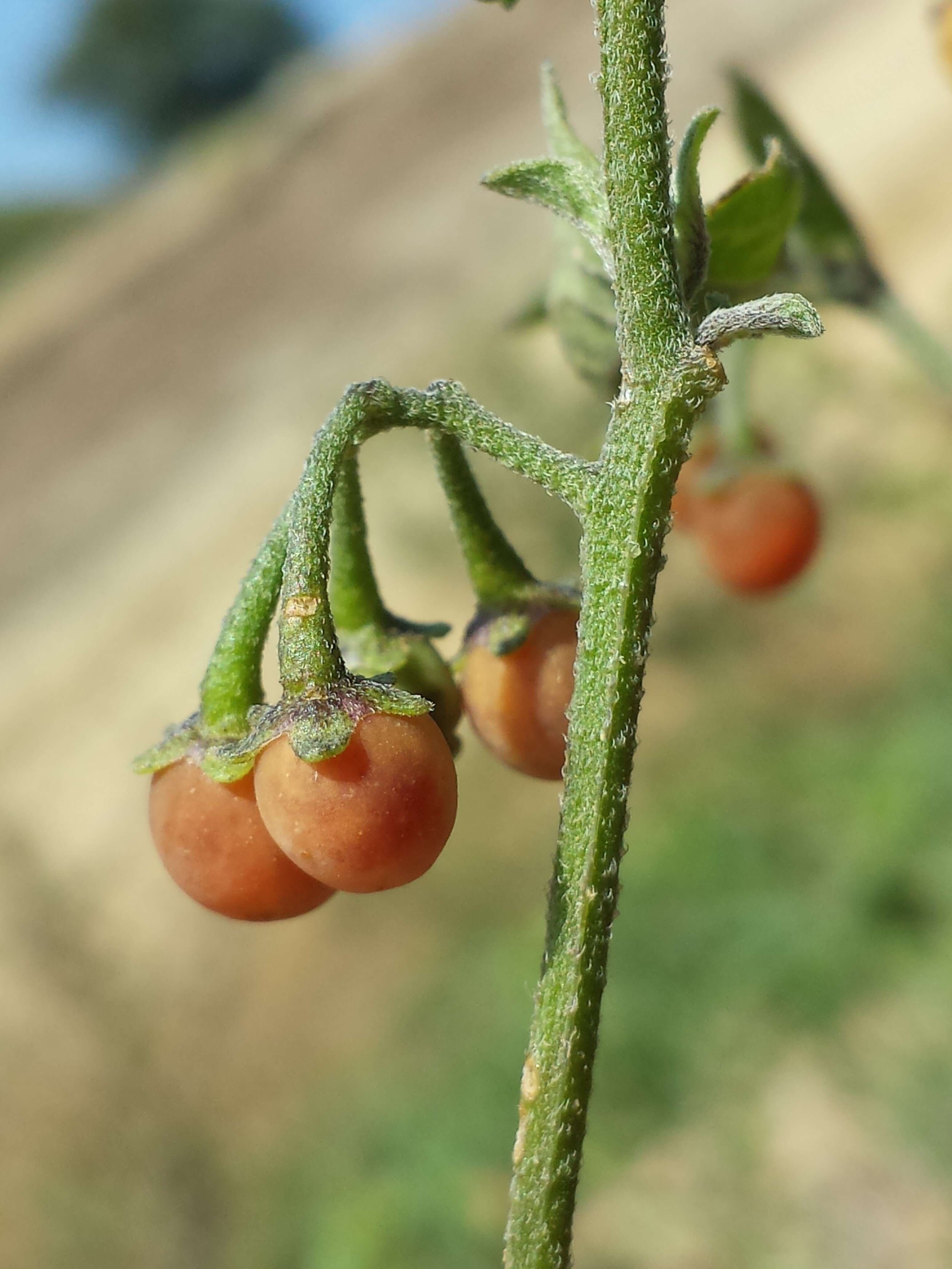 Image of hairy nightshade