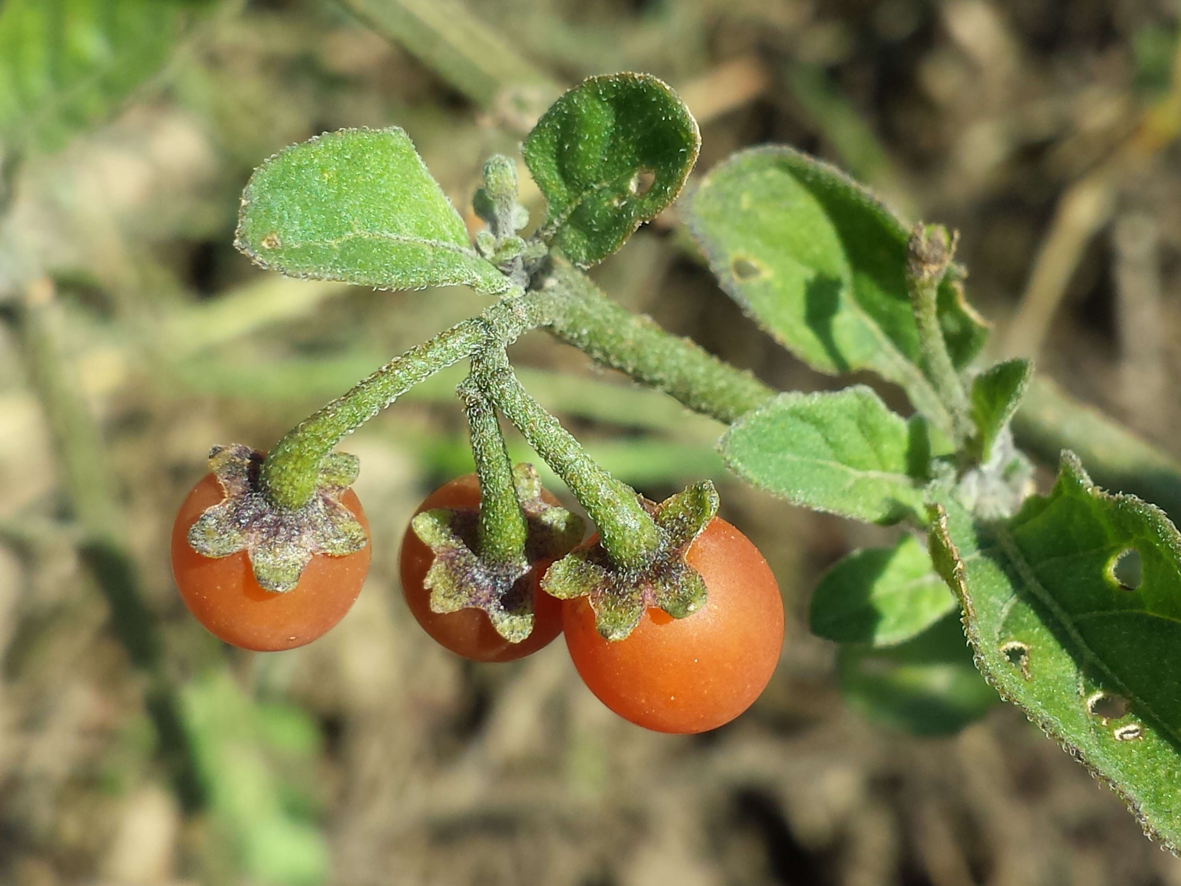 Image of hairy nightshade