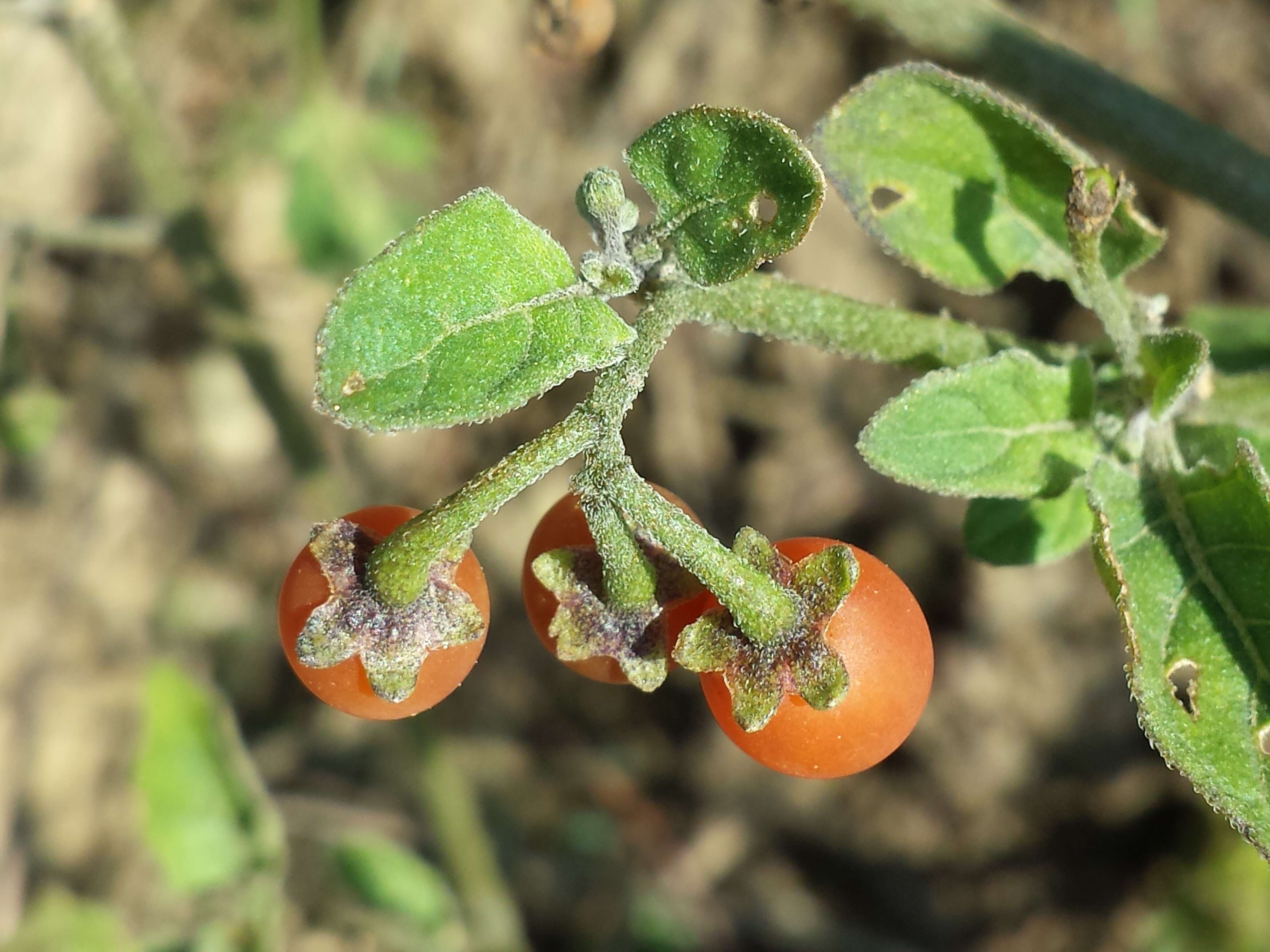 Image of hairy nightshade