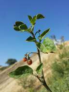 Image of hairy nightshade