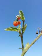 Image of hairy nightshade